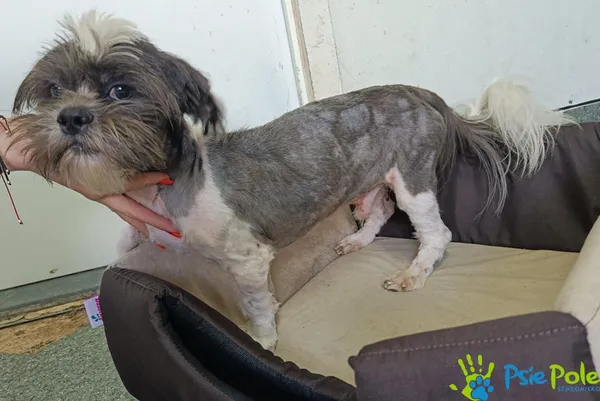 Pies do adopcji, Racławice, 18 lipca 2025 (4/4)