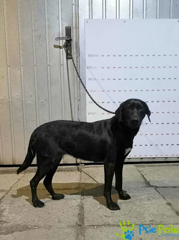 Pies do adopcji, Racławice, 20 lipca 2025 (1/5)