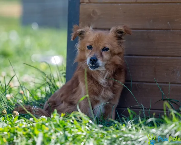 Pies do adopcji, Racławice, 22 lipca 2025 (2/5)