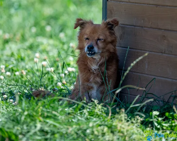 Pies do adopcji, Racławice, 22 lipca 2025 (5/5)