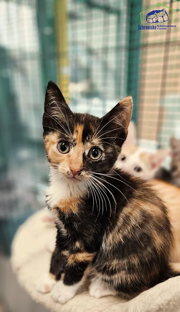 Kot do adopcji, Szczecin, 24 lipca 2025 (1/2)
