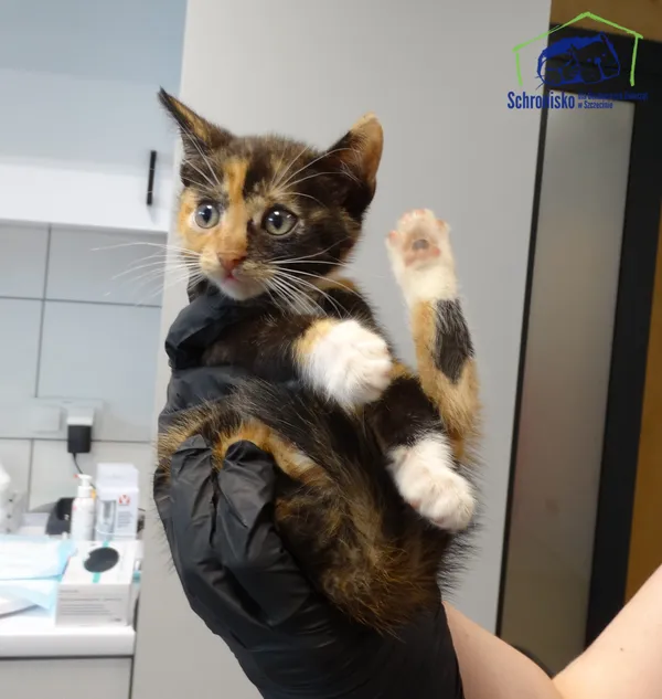 Kot do adopcji, Szczecin, 24 lipca 2025 (2/2)