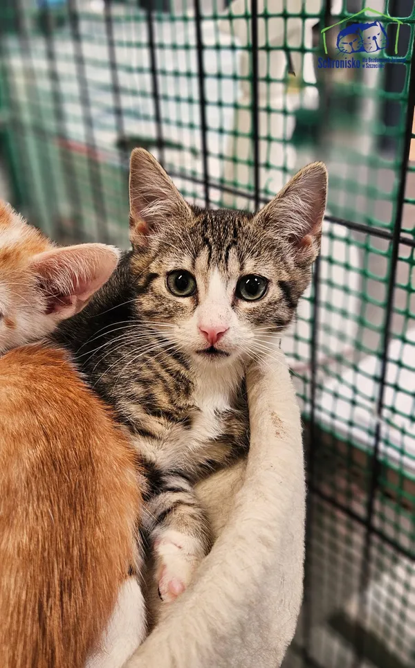 Kot do adopcji, Szczecin, 24 lipca 2025 (1/2)