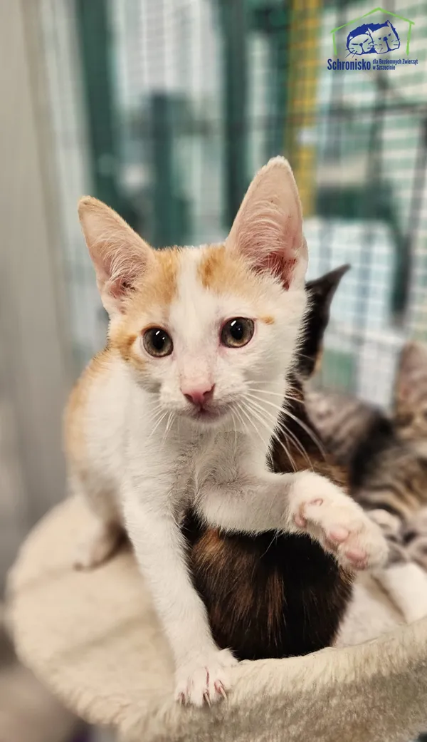 Kot do adopcji, Szczecin, 24 lipca 2025 (1/2)