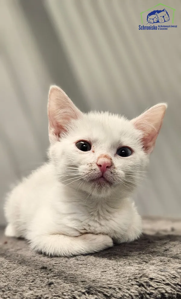 Kot do adopcji, Szczecin, 24 lipca 2025 (1/3)