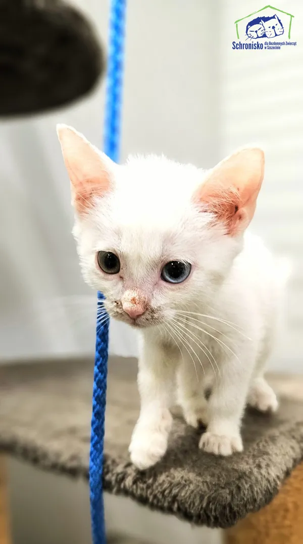 Kot do adopcji, Szczecin, 24 lipca 2025 (2/3)