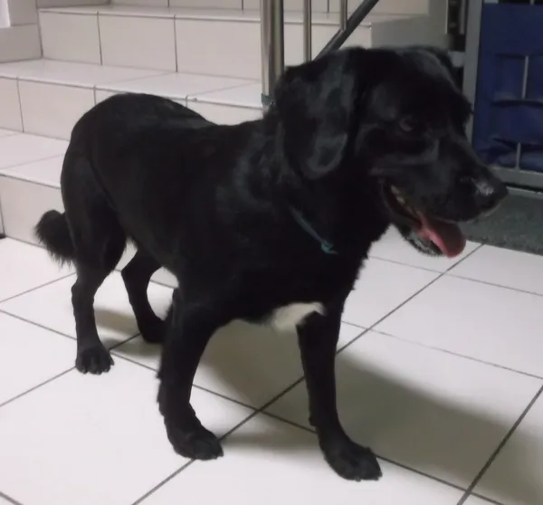 Znaleziono psa, Gdańsk, 25 lipca 2025