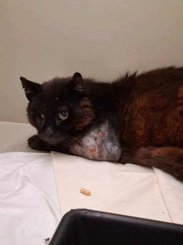 Znaleziono kota, Gdańsk, 17 lipca 2025