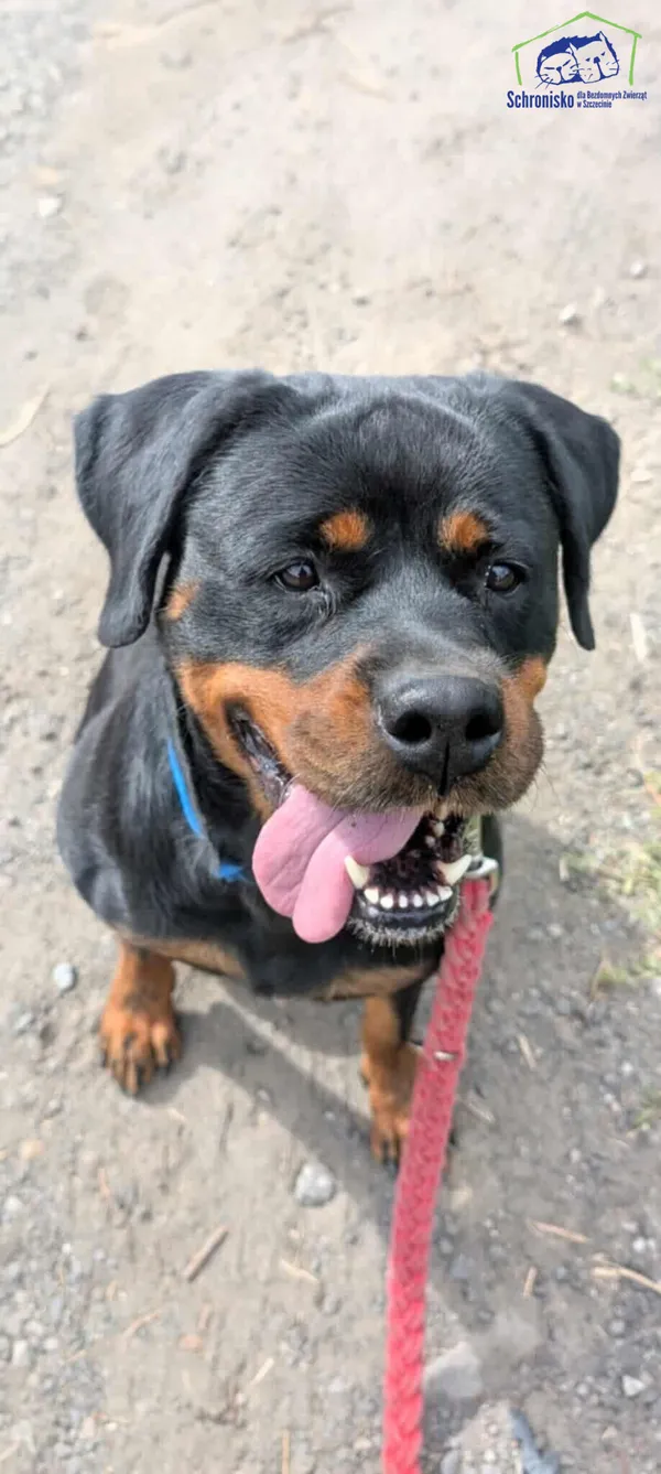 Znaleziono psa, Szczecin, 22 lipca 2025 (1/3)