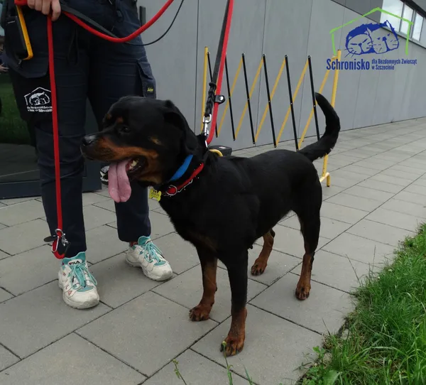 Znaleziono psa, Szczecin, 22 lipca 2025 (3/3)