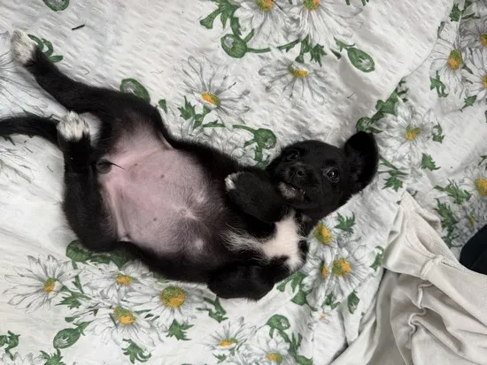 Pies do adopcji, Kraków, 23 lipca 2025