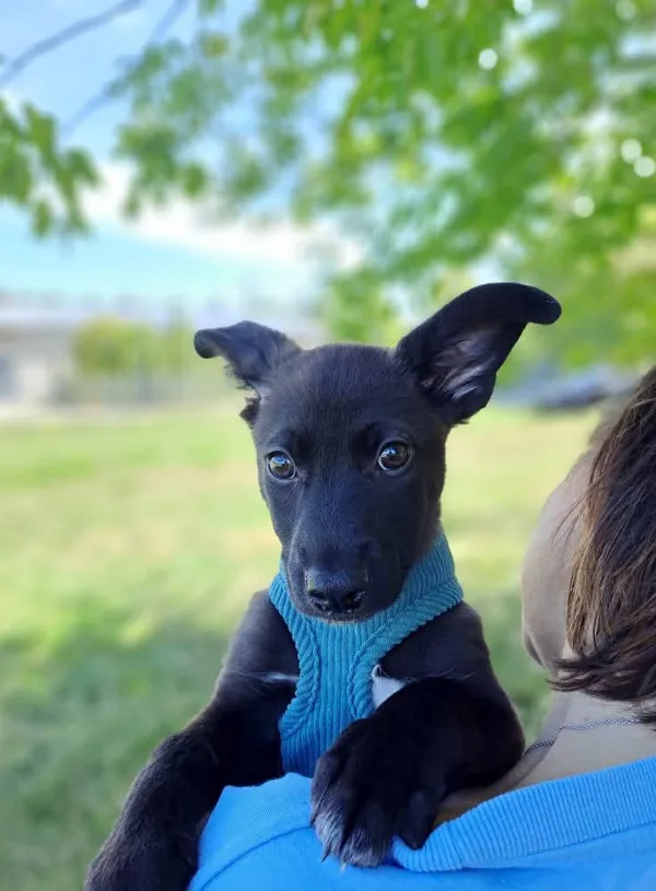 Pies do adopcji, Radom, 26 lipca 2025 (1/5)