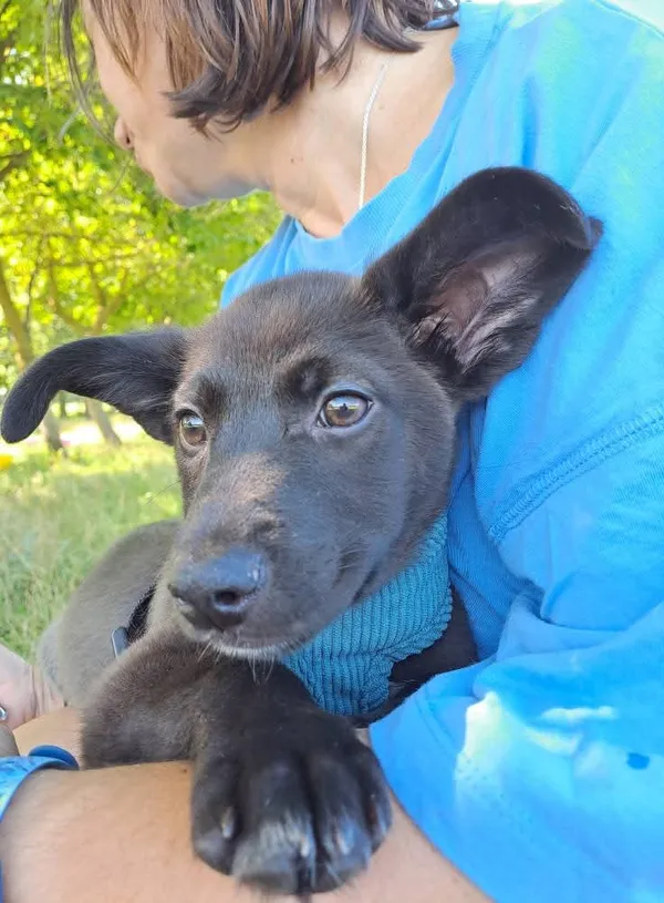 Pies do adopcji, Radom, 26 lipca 2025 (2/5)