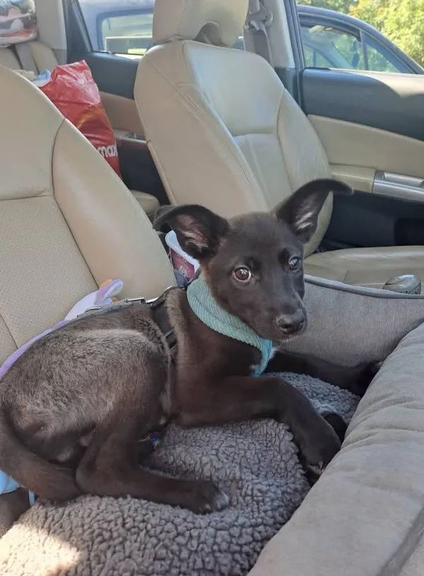 Pies do adopcji, Radom, 26 lipca 2025 (3/5)