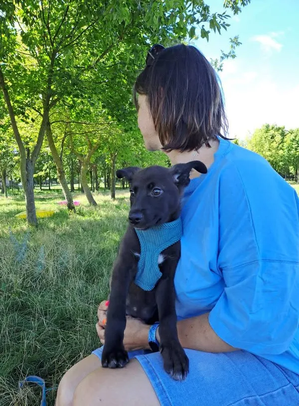 Pies do adopcji, Radom, 26 lipca 2025 (4/5)