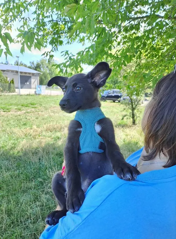 Pies do adopcji, Radom, 26 lipca 2025 (5/5)