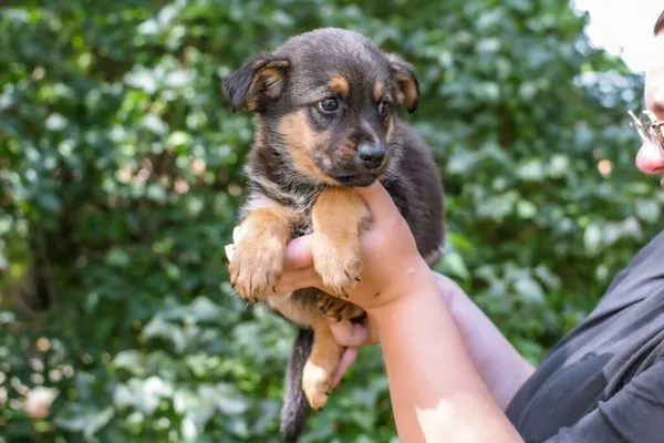 Pies do adopcji, Radom, 23 lipca 2025 (2/5)