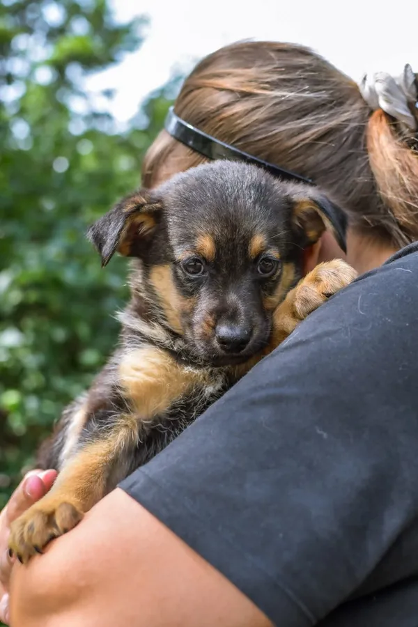 Pies do adopcji, Radom, 23 lipca 2025 (3/5)