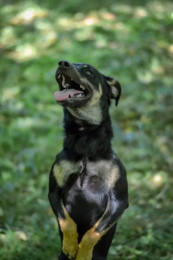 Pies do adopcji, Radom, 22 lipca 2025 (2/5)