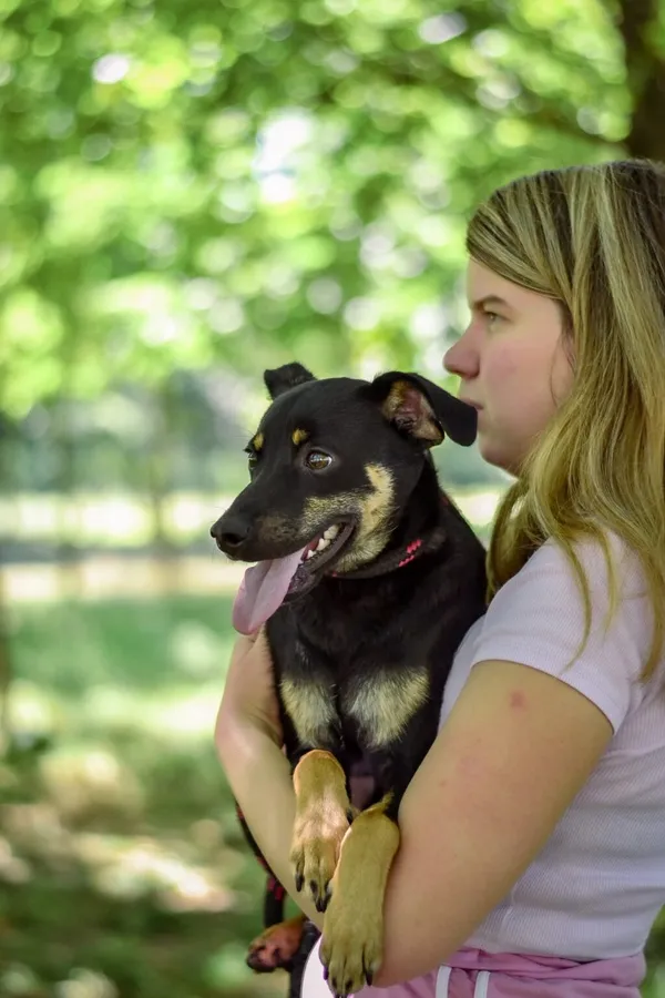 Pies do adopcji, Radom, 22 lipca 2025 (4/5)