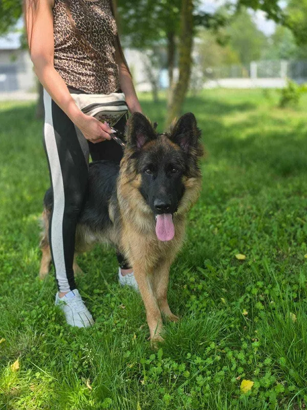 Pies do adopcji, Radom, 22 lipca 2025 (1/5)