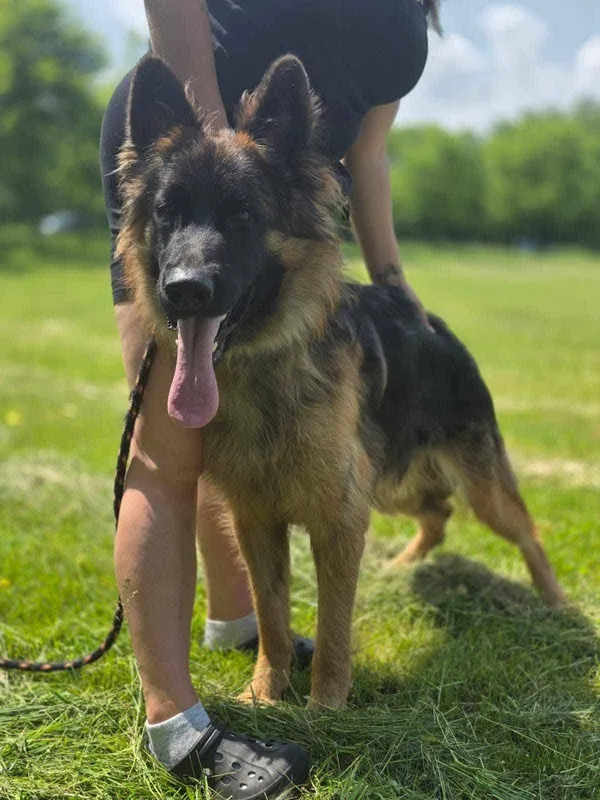 Pies do adopcji, Radom, 22 lipca 2025 (3/5)