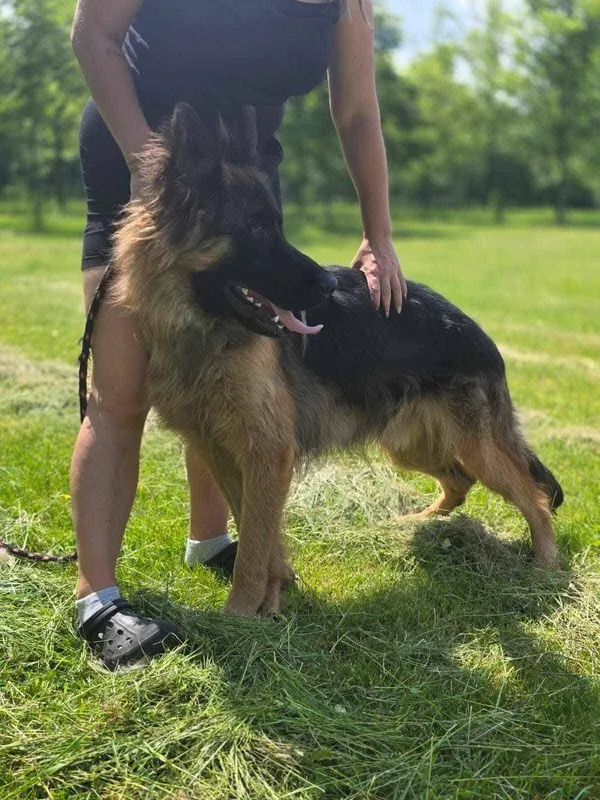 Pies do adopcji, Radom, 22 lipca 2025 (5/5)