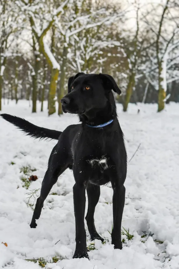 Pies do adopcji, Radom, 9 grudnia 2025 (2/5)