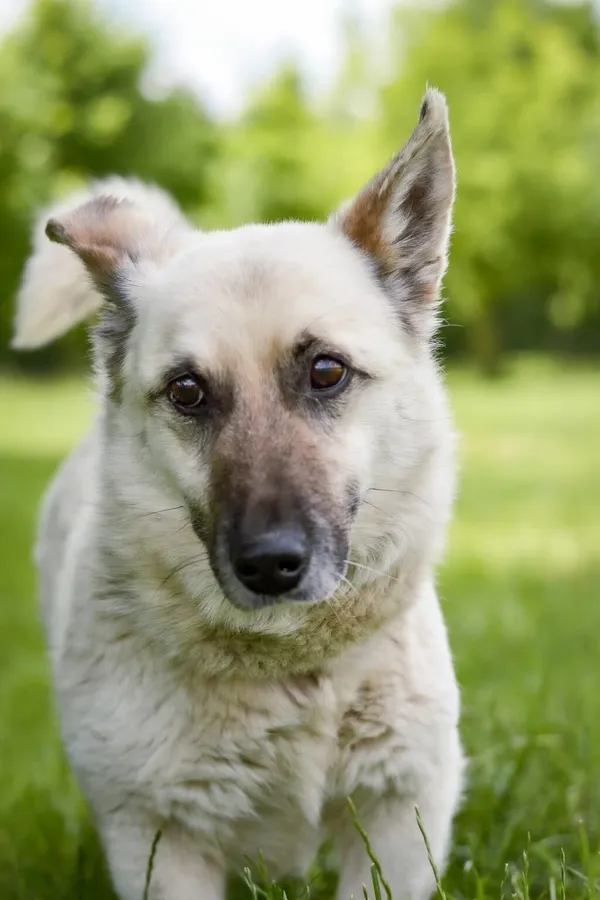 Pies do adopcji, Radom, 22 lipca 2025 (3/5)