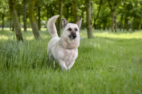 Pies do adopcji, Radom, 22 lipca 2025 (4/5)