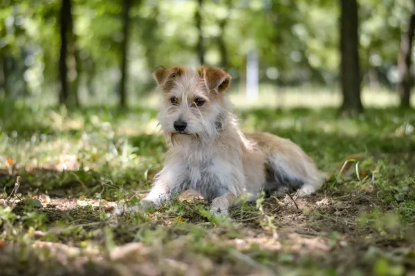 Pies do adopcji, Radom, 22 lipca 2025 (2/5)