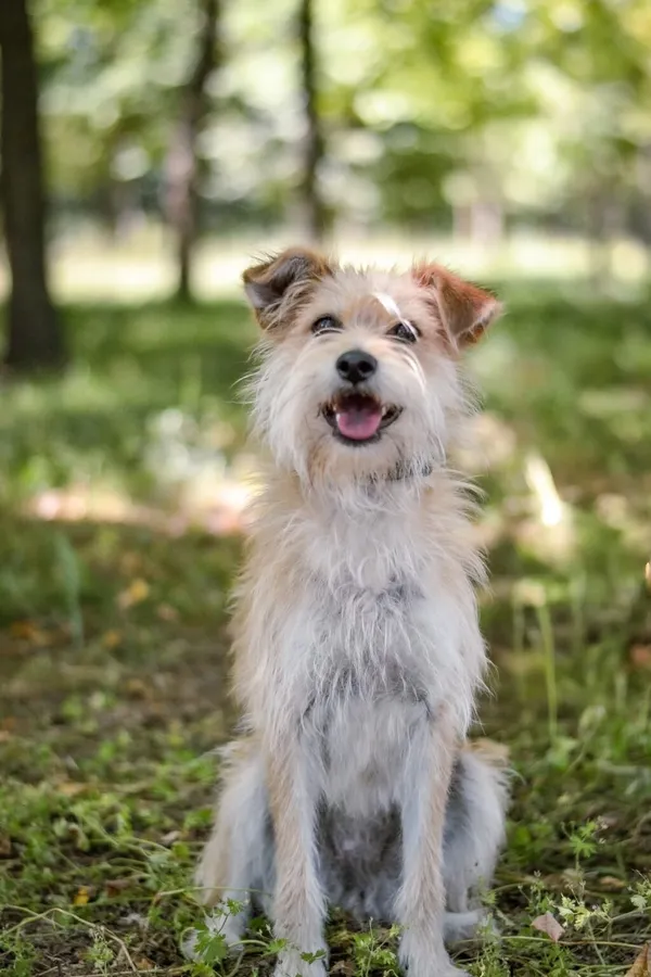 Pies do adopcji, Radom, 22 lipca 2025 (4/5)