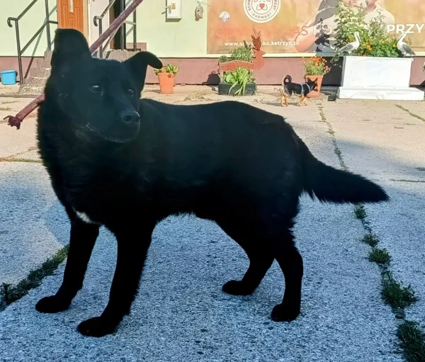 Znaleziono psa, Pieckowo, 22 lipca 2025 (1/2)