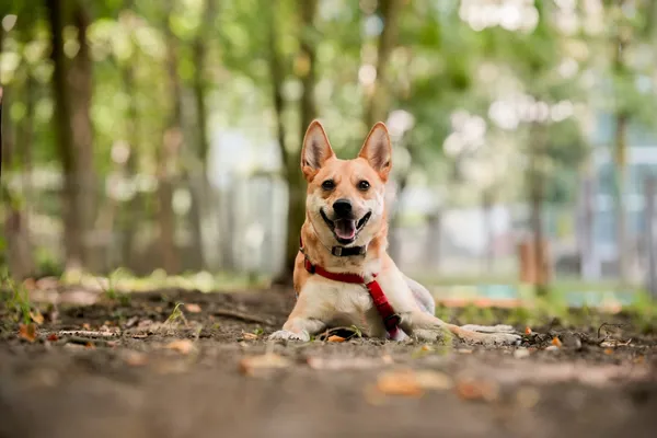 Znaleziono psa, Sosnowiec, 21 lipca 2025 (1/5)