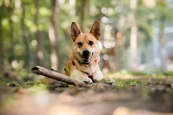 Znaleziono psa, Sosnowiec, 21 lipca 2025 (2/5)