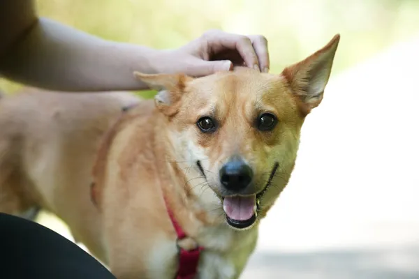 Znaleziono psa, Sosnowiec, 21 lipca 2025 (3/5)