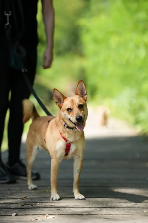 Znaleziono psa, Sosnowiec, 21 lipca 2025 (4/5)