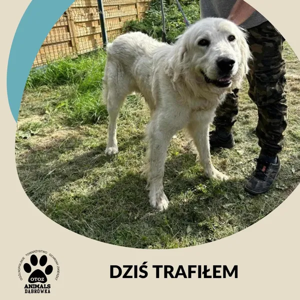 Znaleziono psa, Dąbrówka, 21 lipca 2025