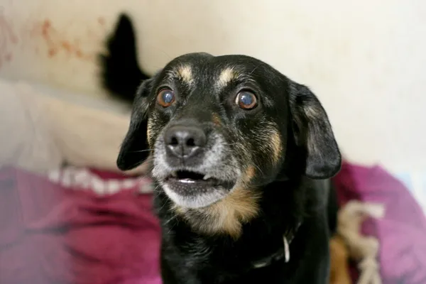 Znaleziono psa, Wałbrzych, 19 lipca 2025