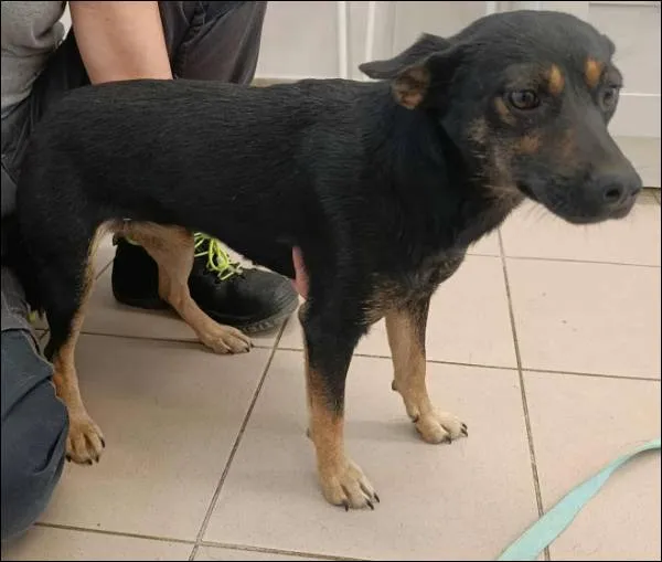 Znaleziono psa, Grudziądz, 23 lipca 2025