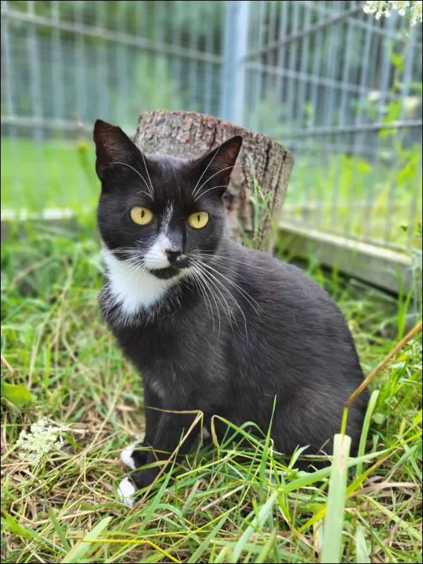 Znaleziono kota, Grudziądz, 24 marca 2025