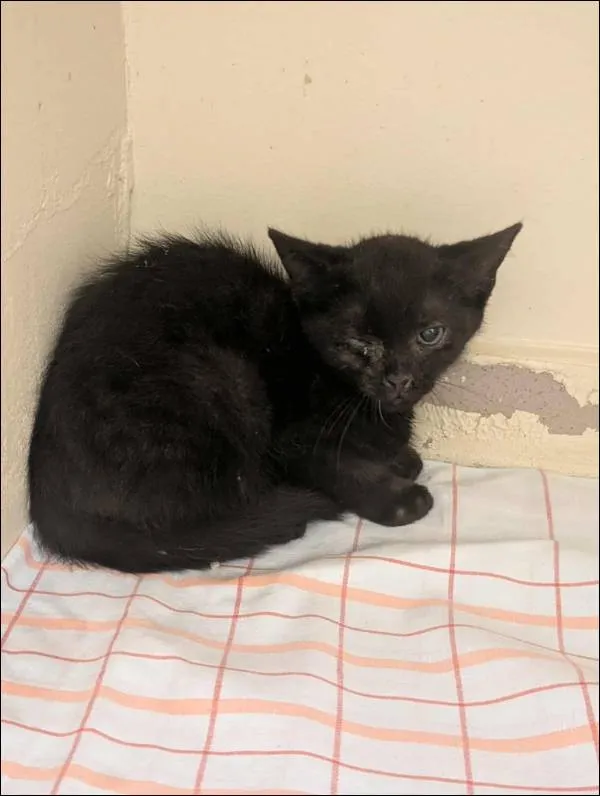 Znaleziono kota, Grudziądz, 23 lipca 2025