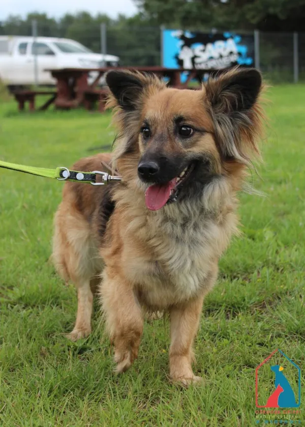 Pies do adopcji, Grudziądz, 23 lipca 2025