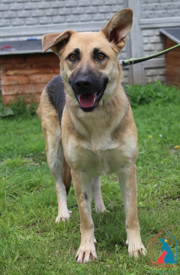 Pies do adopcji, Grudziądz, 23 lipca 2025