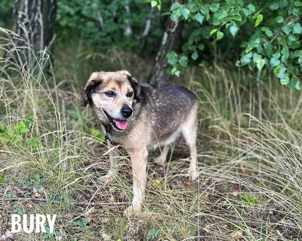 Pies do adopcji, Rytlów, 22 lipca 2025