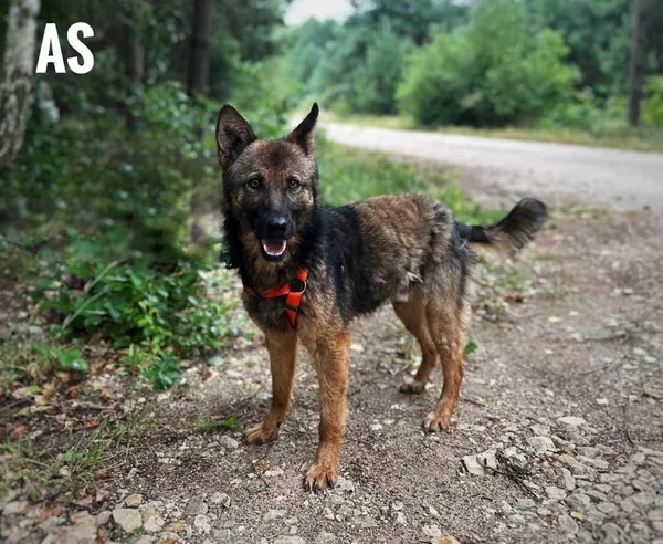 Pies do adopcji, Rytlów, 22 lipca 2025