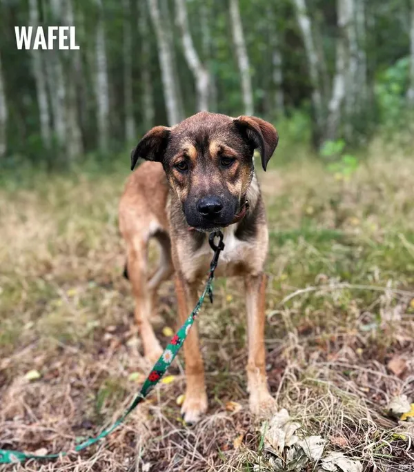 Pies do adopcji, Rytlów, 22 lipca 2025