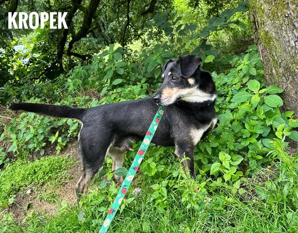 Pies do adopcji, Rytlów, 22 lipca 2025