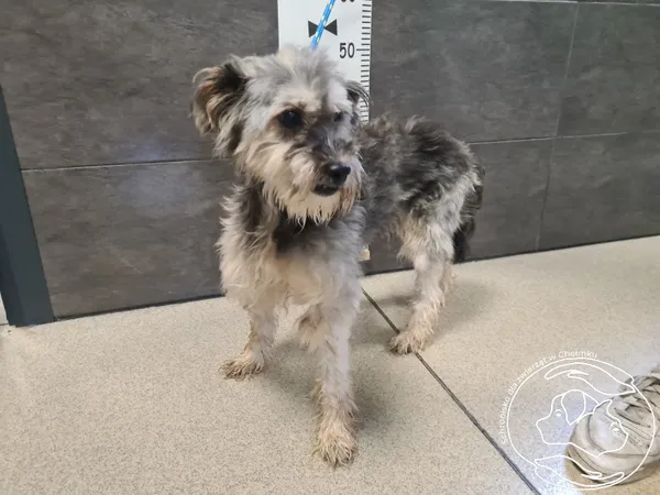 Znaleziono psa, Chełmek, 23 lipca 2025