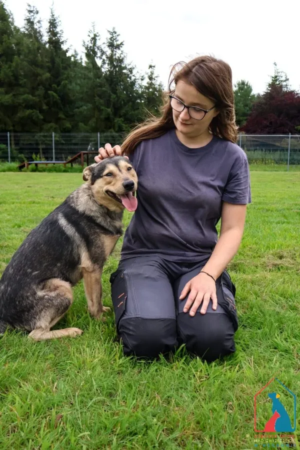 Pies do adopcji, Grudziądz, 4 lipca 2025 (1/5)